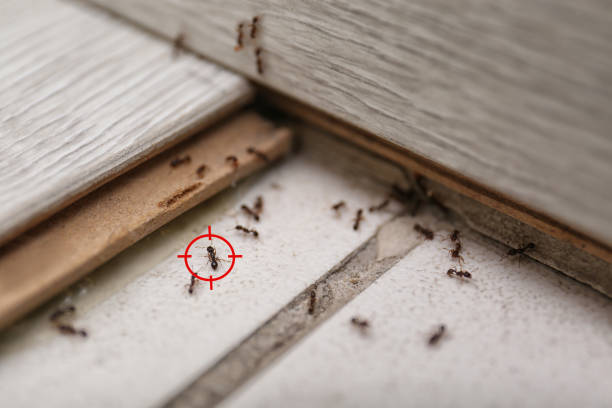 Best Cockroach Control Services  in Conley, GA