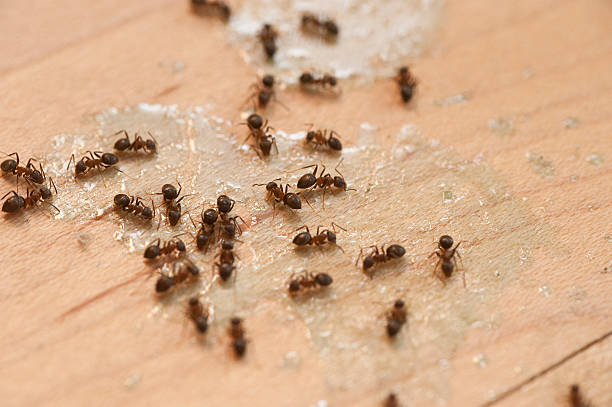 Best Best Pest Control Companies  in Conley, GA