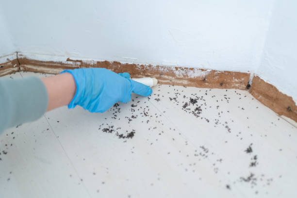 Best Emergency Pest Control  in Conley, GA