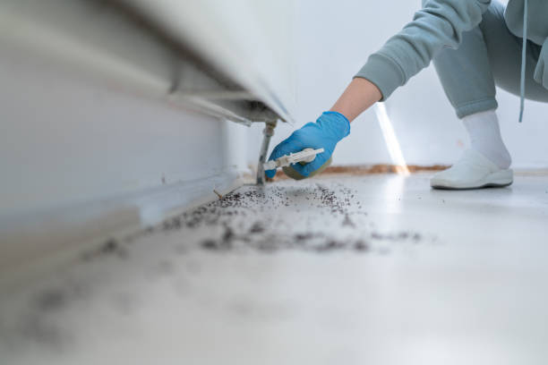 Best Termite Control Services  in Conley, GA